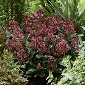 The Skimmia Gift Gift Option