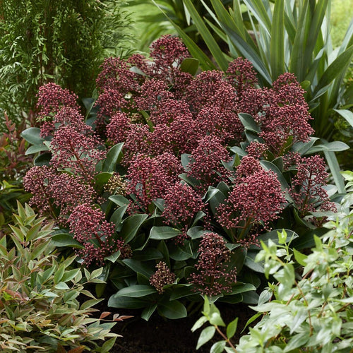 Skimmia japonica 'Rubella' Shrubs