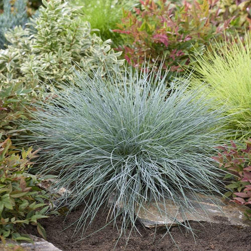 Blue Fescue | Festuca glauca 'Intense Blue' Perennial Bedding