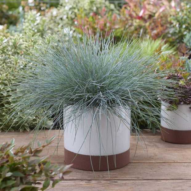 Blue Fescue | Festuca glauca 'Intense Blue' Perennial Bedding