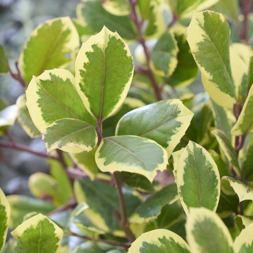 Patio Holly Tree | Ilex × altaclerensis 'Golden King' Shrubs
