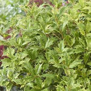 Holly Olive | Osmanthus aquifolium Shrubs