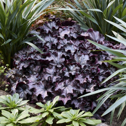 Heuchera 'Mulberry' Perennial Bedding