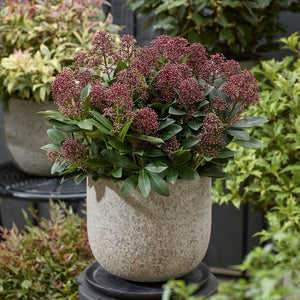 The Skimmia Gift Gift Option