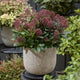 Skimmia japonica 'Rubella' Shrubs