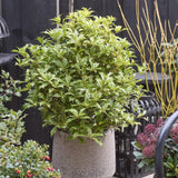Holly Olive | Osmanthus aquifolium Shrubs