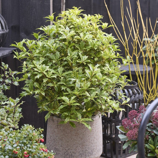Holly Olive | Osmanthus aquifolium Shrubs