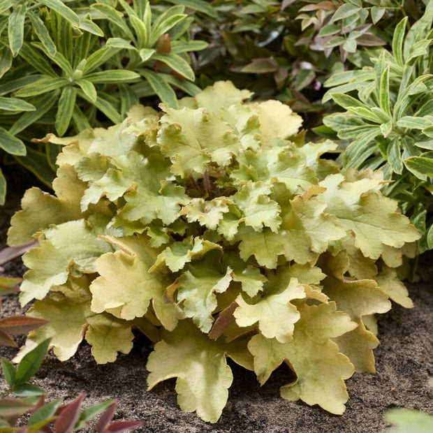 Heuchera 'Caramel' Perennial Bedding