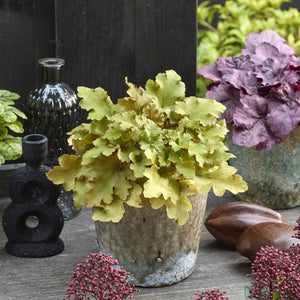 Heuchera 'Caramel' Perennial Bedding
