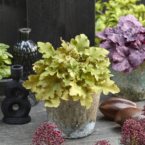 Heuchera 'Caramel' Perennial Bedding