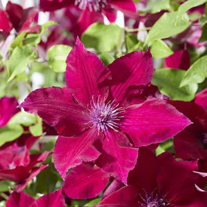 Raymond Evison Clematis 'Nubia' Climbing Plants