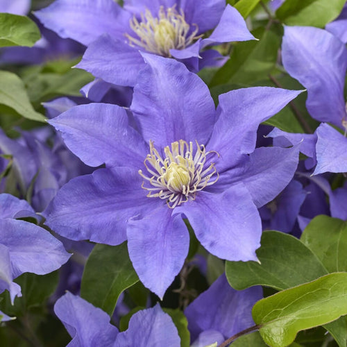 Clematis 'Olympia' Climbing Plants