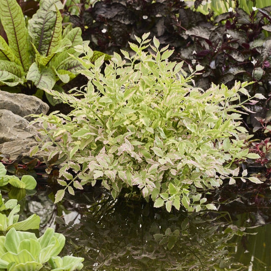 Variegated Water Dropwort | Oenanthe javanica 'Flamingo' Pond Plants