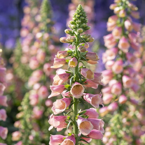 Digitalis 'Arctic Fox Rose' Perennial Bedding
