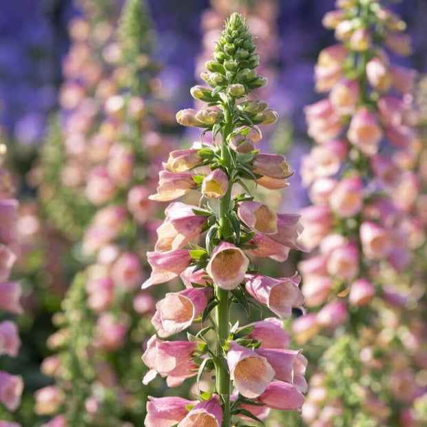 Digitalis 'Arctic Fox Rose' Perennial Bedding
