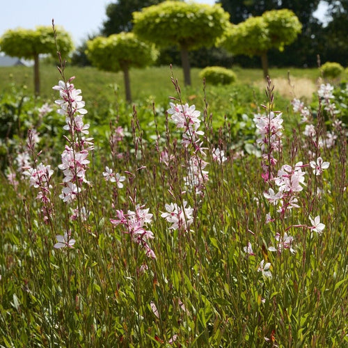 Gaura lindheimeri 'White' Perennial Bedding
