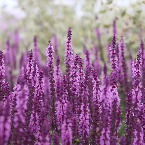 Salvia 'Caradonna Pink' Perennial Bedding