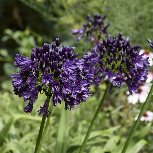 Agapanthus 'Black Jack' Perennial Bedding