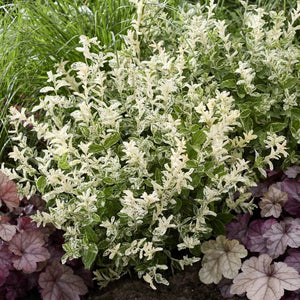 Euonymus fortunei 'Harlequin' Shrubs