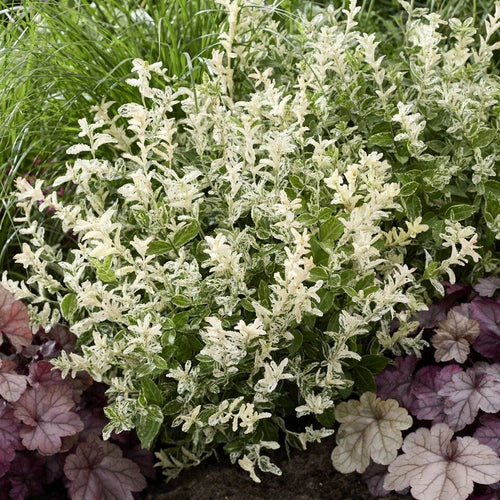 Euonymus fortunei 'Harlequin' Shrubs