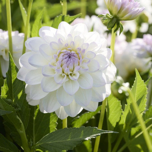 Dahlia 'Eveline' Perennial Bedding