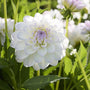Dahlia 'Eveline' Perennial Bedding
