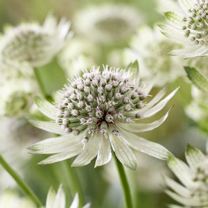 Astrantia 'Star of Billion'