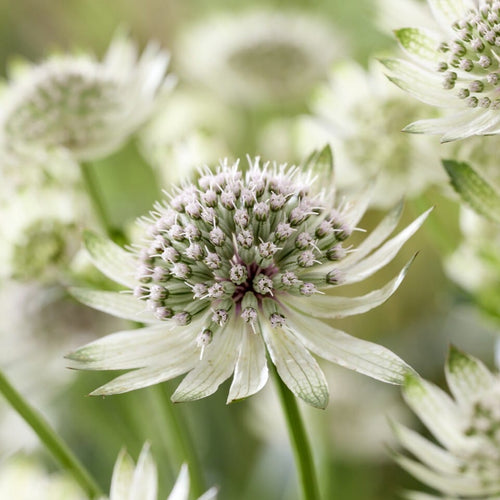 Astrantia 'Star of Billion'