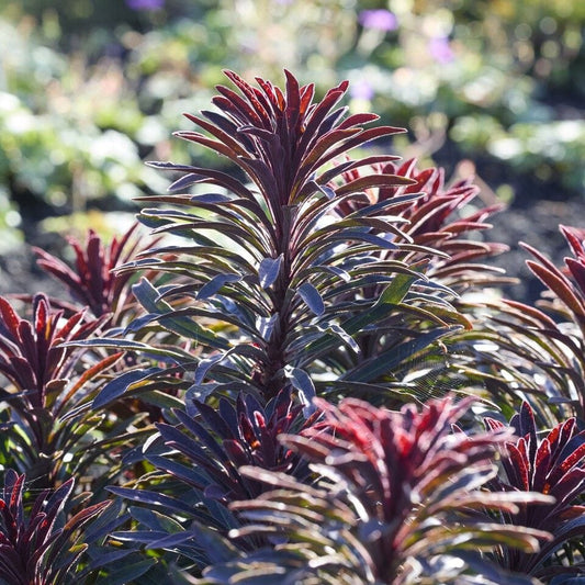Euphorbia 'Miners Merlot' Perennial Bedding