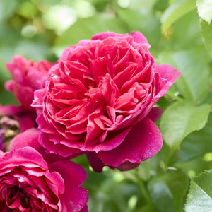 'Soul' Shrub Rose Shrubs