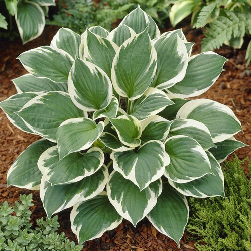 Hosta 'Minuteman'