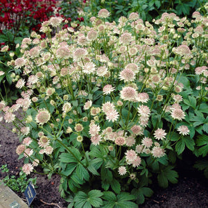 Astrantia 'Buckland' Perennial Bedding