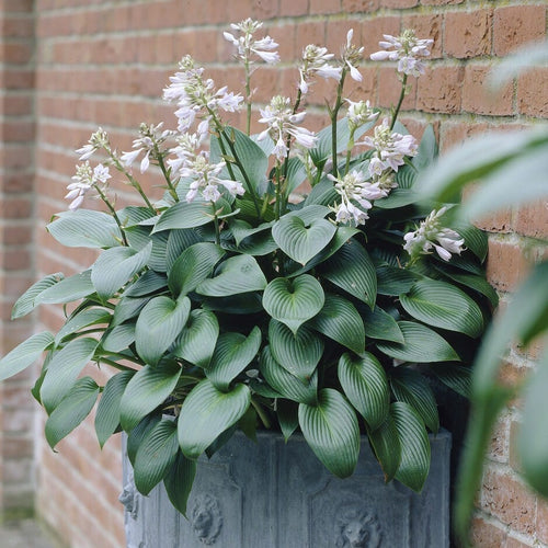Hosta 'Devon Green'