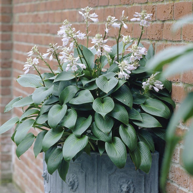Hosta 'Devon Green'