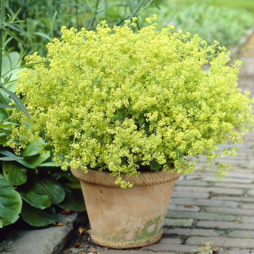 Lady's Mantle | Alchemilla mollis Perennial Bedding