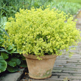 Lady's Mantle | Alchemilla mollis Perennial Bedding