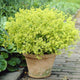 Lady's Mantle | Alchemilla mollis Perennial Bedding