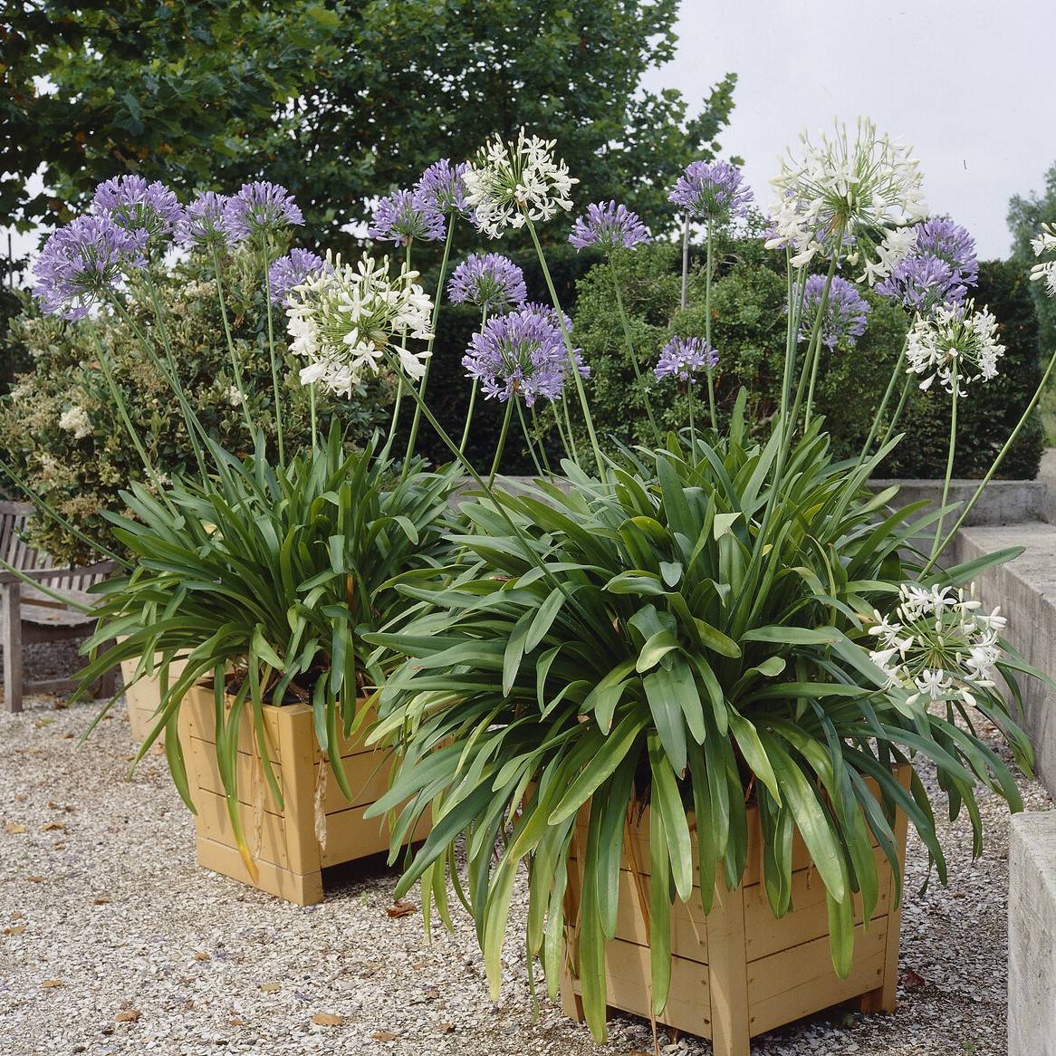 Stately Agapanthus Collection