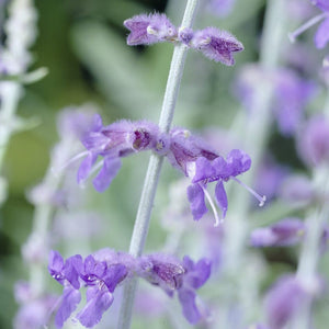 Perovskia 'Little Spire' Perennial Bedding