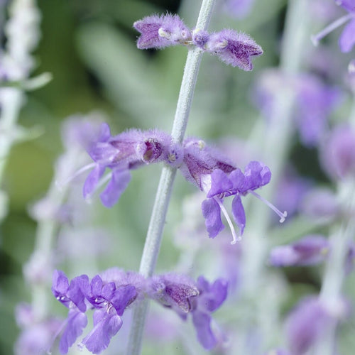 Perovskia 'Little Spire' Perennial Bedding