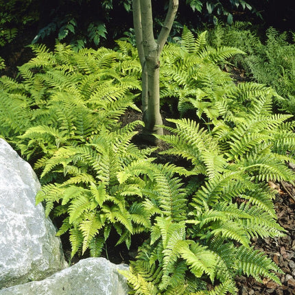 Tassel Fern | Polystichum polyblepharum Perennial Bedding