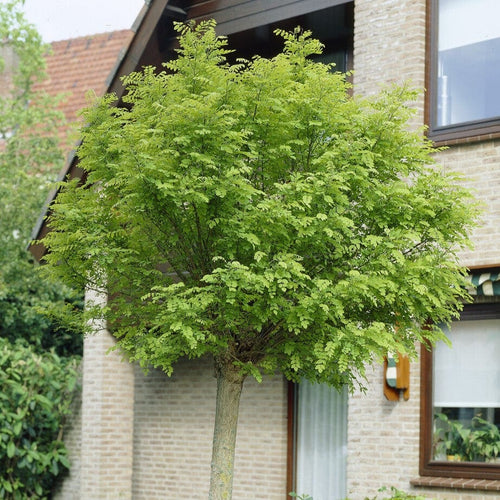 False Acacia Tree | Robinia pseudoacacia 'Rozynskiana' Ornamental Trees