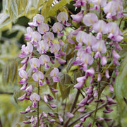 Pink Japanese Wisteria | Wisteria floribunda 'Rosea' Climbing Plants