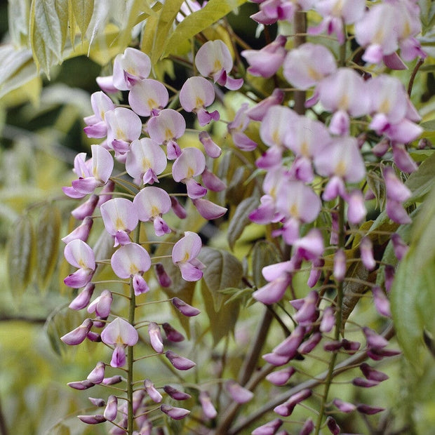 Pink Japanese Wisteria | Wisteria floribunda 'Rosea' Climbing Plants