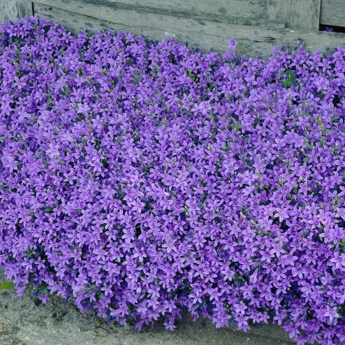 Dalmatian Bellflower | Campanula portenschlagiana Perennial Bedding