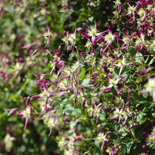 Clematis triternata 'Rubromarginata' Climbing Plants