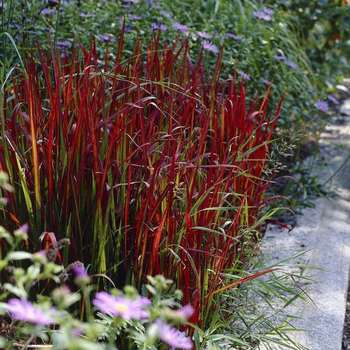 Japanese Blood Grass | Imperata cylindrica 'Red Baron' Perennial Bedding