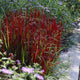Japanese Blood Grass | Imperata cylindrica 'Red Baron' Perennial Bedding