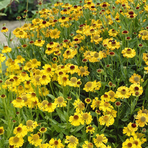 Sneezeweed | Helenium 'The Bishop' Perennial Bedding