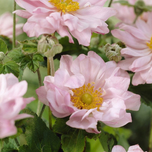 Japanese Anemone 'Queen Charlotte' | Anemone hybrida Perennial Bedding